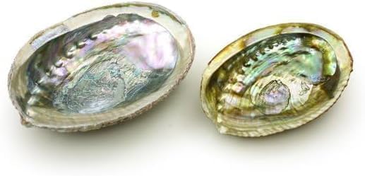 Colorful Fashionable Large Abalone Shell Bowl, 4-4.5 Inch Exquisite Natural Sea Shell Smudge Bowl for Sage Burning and Incense for Decor, Display and Great Gift, Incense Holders, Decorations