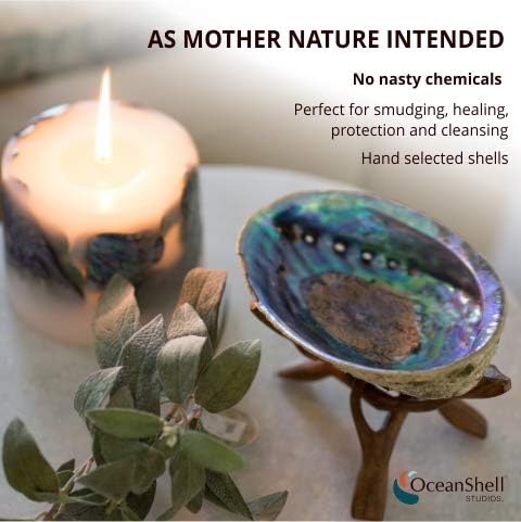 Natural Abalone (Pāua) Shell, 6-6.5 inches, Supreme for Smudging, Cleansing Home, Meditation, Shell Crafts,Incense Holder, Home Décor, 100% Natural, Sustainably Sourced by Ocean Shell Studios NZ