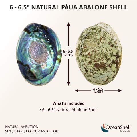 Natural Abalone (Pāua) Shell, 6-6.5 inches, Supreme for Smudging, Cleansing Home, Meditation, Shell Crafts,Incense Holder, Home Décor, 100% Natural, Sustainably Sourced by Ocean Shell Studios NZ