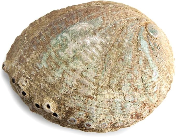Incense Garden Abalone Shell Smudging Bowl Seashell Incense Burner, 7 Plus Inches