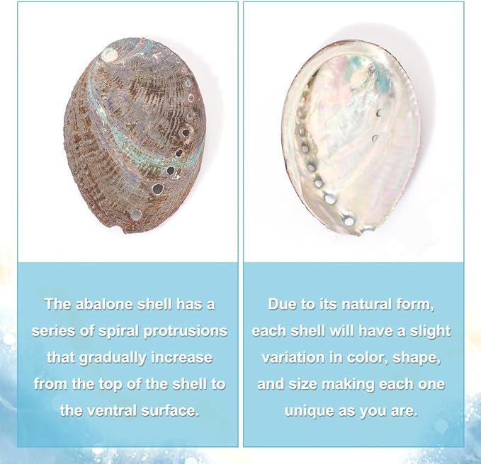 AHANDMAKER 2 Pieces Abalone Shell 3-4.5 inch Polished Abalone Shell White Sage Burner Holder Smudge Bowl Incense Burner for White Sage Decorate for Fish Tank View