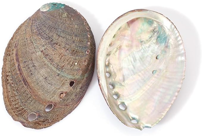AHANDMAKER 2 Pieces Abalone Shell 3-4.5 inch Polished Abalone Shell White Sage Burner Holder Smudge Bowl Incense Burner for White Sage Decorate for Fish Tank View