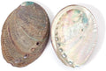 AHANDMAKER 2 Pieces Abalone Shell 3-4.5 inch Polished Abalone Shell White Sage Burner Holder Smudge Bowl Incense Burner for White Sage Decorate for Fish Tank View