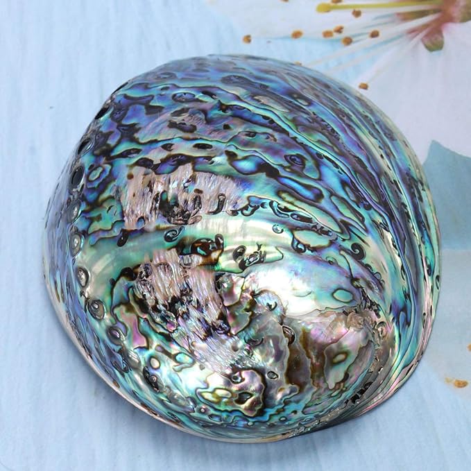 Veemoon Polished Abalone Shell Abalone Shell Smudge Bowl Home Ornament Incense Sage Holder Patio Ashtray - Natural Shells - for Smudge, Meditation, Decoration(12-14cm)