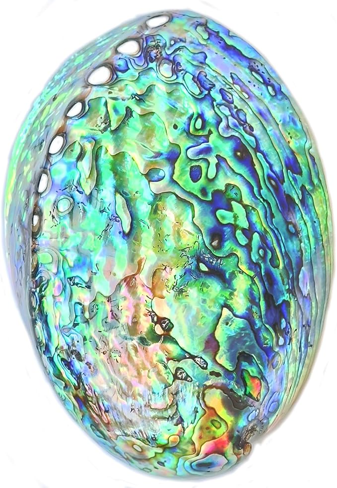 1 Piece New Zealand Abalone Shell, Large Abalone Shell Bowl 4.8-5.5 inches, The Surface is Polished and Blooms with Color, Suitable for Burning sage, Holding Incense, sage Tray