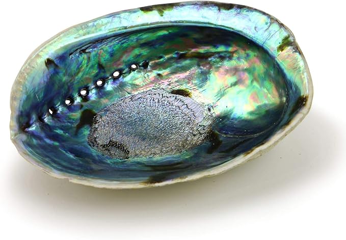 Ocean Shell Studios 5-6 inches Premium Natural Abalone (Pāua) Shell for Smudging, Cleansing Home, Meditation, Shell Crafts,Incense Holder, Home Décor, 100% Natural, Sustainable.
