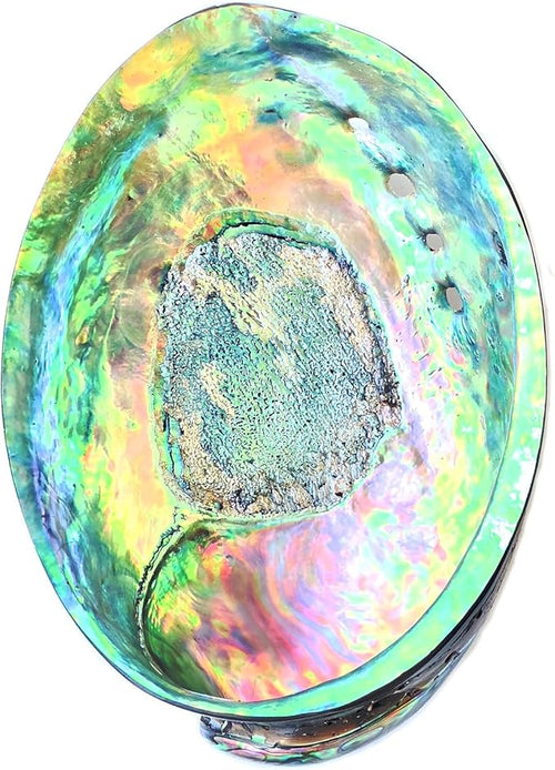 1 Piece New Zealand Abalone Shell, Large Abalone Shell Bowl 4.8-5.5 inches, The Surface is Polished and Blooms with Color, Suitable for Burning sage, Holding Incense, sage Tray