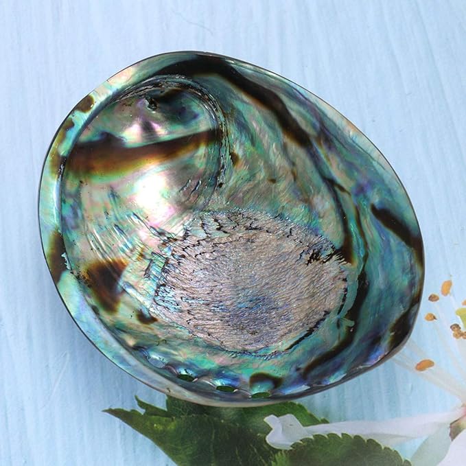 Veemoon Polished Abalone Shell Abalone Shell Smudge Bowl Home Ornament Incense Sage Holder Patio Ashtray - Natural Shells - for Smudge, Meditation, Decoration(12-14cm)