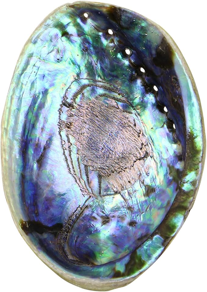 Natural Abalone (Pāua) Shell, 6-6.5 inches, Supreme for Smudging, Cleansing Home, Meditation, Shell Crafts,Incense Holder, Home Décor, 100% Natural, Sustainably Sourced by Ocean Shell Studios NZ