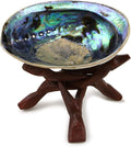 Ocean Shell Studios 5-6 inches Premium Natural Abalone (Pāua) Shell with Wooden Stand for Smudging, Cleansing Home, Meditation, Shell Crafts,Incense Holder, Home Décor, 100% Natural, Sustainable.