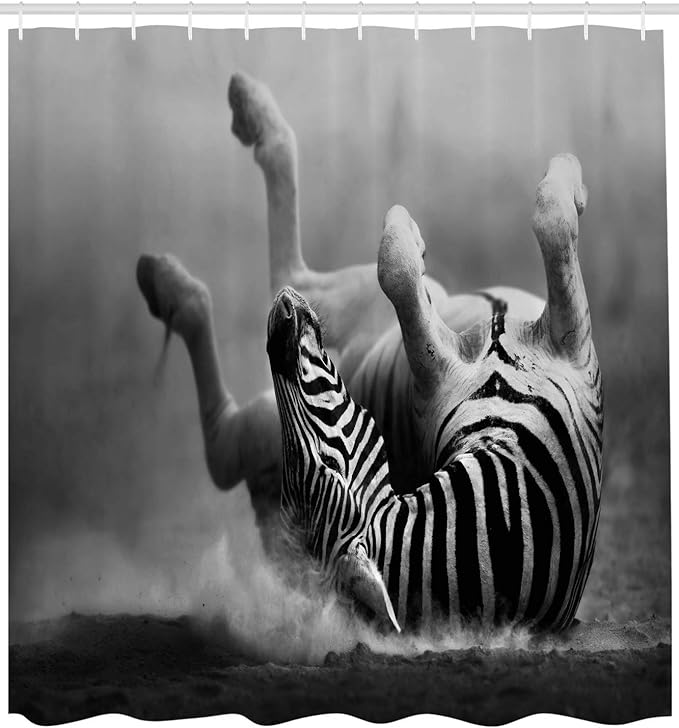 Ambesonne Africa Shower Curtain, Zebra Rolling in The Dust Savage Animal Mammal Activity Eco Photo, Cloth Fabric Bathroom Decor Set with Hooks, 69" W x 84" L, Black and White