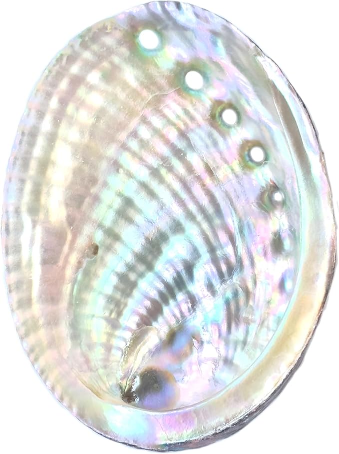 1 Piece Striped Abalone Shell, Abalone Shell Bowl 4-4.5 inches, Suitable for Holding Incense, Small Ornaments, etc., for sage Burning, Holding Incense, sage Tray (Black)