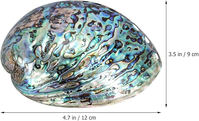 Veemoon Polished Abalone Shell Abalone Shell Smudge Bowl Home Ornament Incense Sage Holder Patio Ashtray - Natural Shells - for Smudge, Meditation, Decoration(12-14cm)