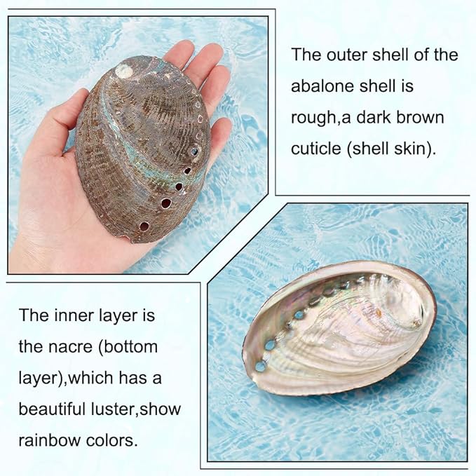 AHANDMAKER 2 Pieces Abalone Shell 3-4.5 inch Polished Abalone Shell White Sage Burner Holder Smudge Bowl Incense Burner for White Sage Decorate for Fish Tank View