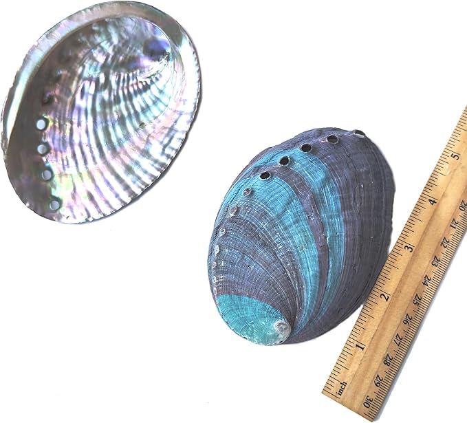 1 Piece Striped Abalone Shell, Abalone Shell Bowl 4-4.5 inches, Suitable for Holding Incense, Small Ornaments, etc., for sage Burning, Holding Incense, sage Tray (Black)