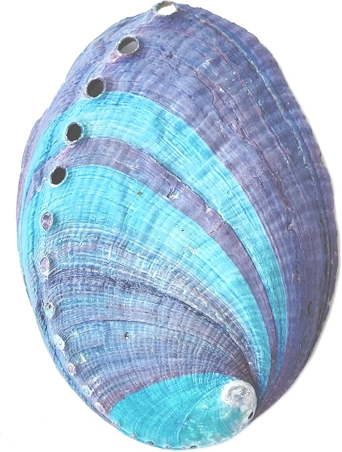 1 Piece Striped Abalone Shell, Abalone Shell Bowl 4-4.5 inches, Suitable for Holding Incense, Small Ornaments, etc., for sage Burning, Holding Incense, sage Tray (Black)