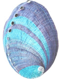 1 Piece Striped Abalone Shell, Abalone Shell Bowl 4-4.5 inches, Suitable for Holding Incense, Small Ornaments, etc., for sage Burning, Holding Incense, sage Tray (Black)
