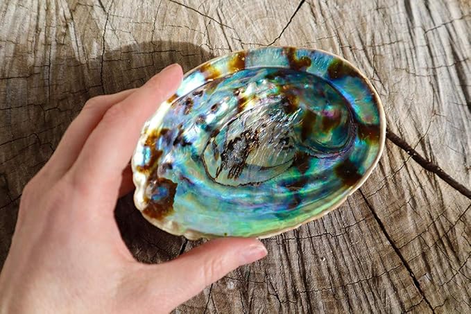 Abalone Shell Smudging Bowl Seashell Incense Burner, 5-6 Inches