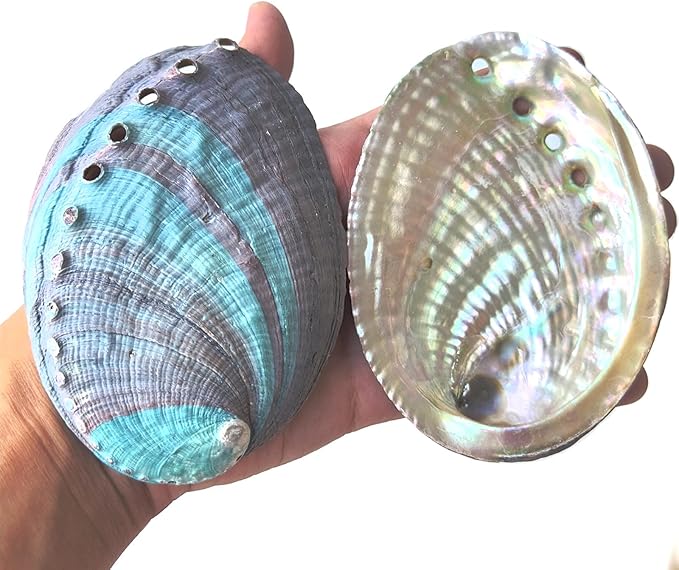 1 Piece Striped Abalone Shell, Abalone Shell Bowl 4-4.5 inches, Suitable for Holding Incense, Small Ornaments, etc., for sage Burning, Holding Incense, sage Tray (Black)