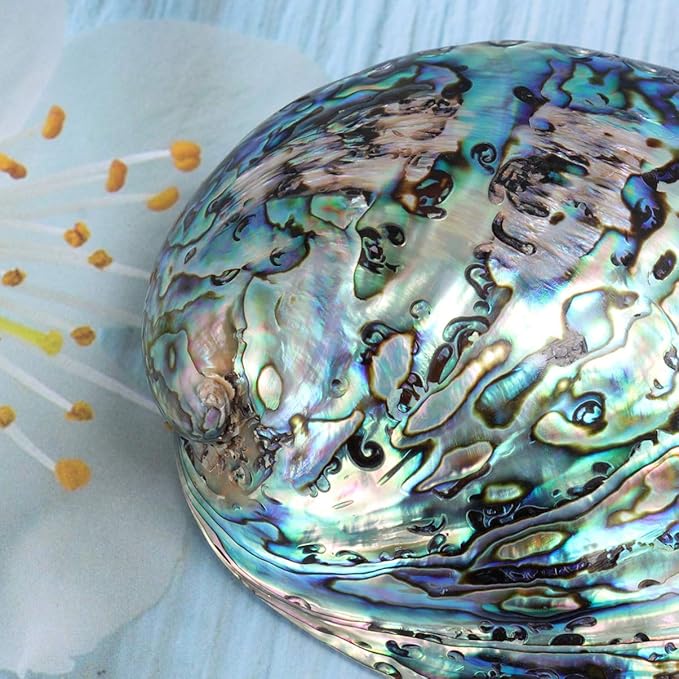 Veemoon Polished Abalone Shell Abalone Shell Smudge Bowl Home Ornament Incense Sage Holder Patio Ashtray - Natural Shells - for Smudge, Meditation, Decoration(12-14cm)