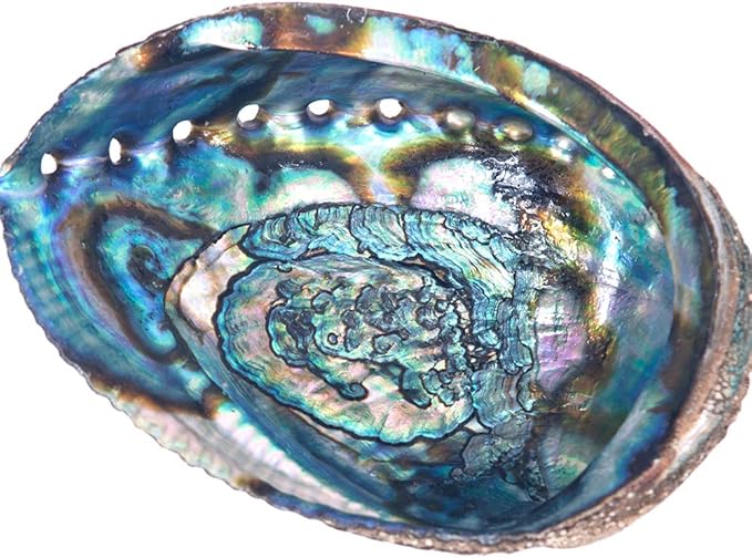 Incense Garden Abalone Shell Smudging Bowl Seashell Incense Burner, 7 Plus Inches