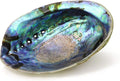 Natural Abalone (Pāua) Shell, 6-6.5 inches, Supreme for Smudging, Cleansing Home, Meditation, Shell Crafts,Incense Holder, Home Décor, 100% Natural, Sustainably Sourced by Ocean Shell Studios NZ