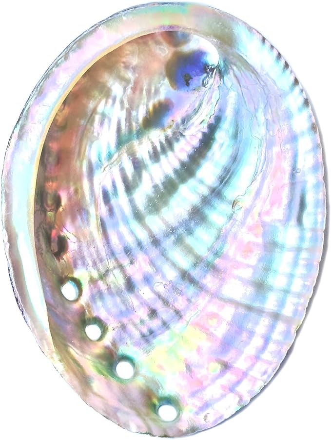 1 Piece Striped Abalone Shell, Abalone Shell Bowl 4-4.5 inches, Suitable for Holding Incense, Small Ornaments, etc., for sage Burning, Holding Incense, sage Tray (Black)