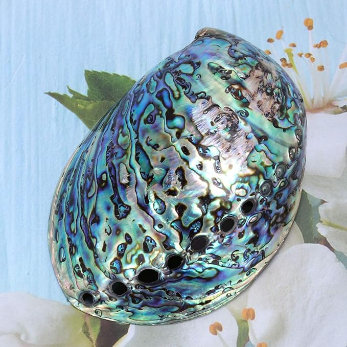 Veemoon Polished Abalone Shell Abalone Shell Smudge Bowl Home Ornament Incense Sage Holder Patio Ashtray - Natural Shells - for Smudge, Meditation, Decoration(12-14cm)