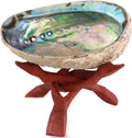 Natural Abalone (Pāua) Shell, with Stand,6-6.5 Inches,Supreme for Smudging,Cleansing Home,Meditation,Shell Crafts,Incense Holder,100% Natural, Sustainably Sourced by Ocean Shell Studios NZ