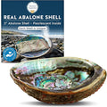 Alternative Imagination Hand Selected Abalone Shell - 5 Inches or Larger - Polished Mother-of-Pearl Interior - Flame-Proof Dish for Incense, Smudge Sticks, Trinkets, Crystal Display & Home Decor