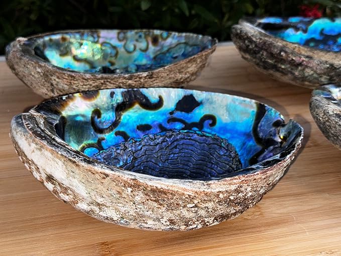 Abalone Shell, Seashell Incense Burner, Smudge Bowl for Holding Smudge Sticks, Incense, Crafts, Display, Jumbo - 7" to 8"