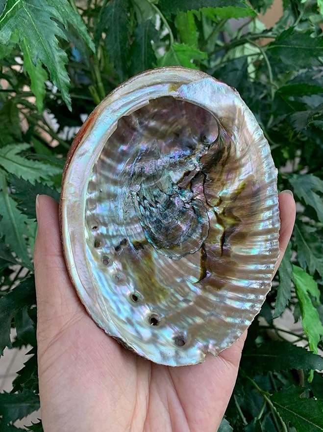 Abalone Shell, Seashell Incense Burner, Smudge Bowl for Holding Smudge Sticks, Incense, Crafts, Display, Extra Large - 6" to 7"