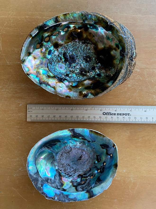 Abalone Shell, Seashell Incense Burner, Smudge Bowl for Holding Smudge Sticks, Incense, Crafts, Display, Large - 5" to 6"