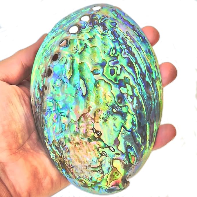 1 Piece New Zealand Abalone Shell, Large Abalone Shell Bowl 4.8-5.5 inches, The Surface is Polished and Blooms with Color, Suitable for Burning sage, Holding Incense, sage Tray