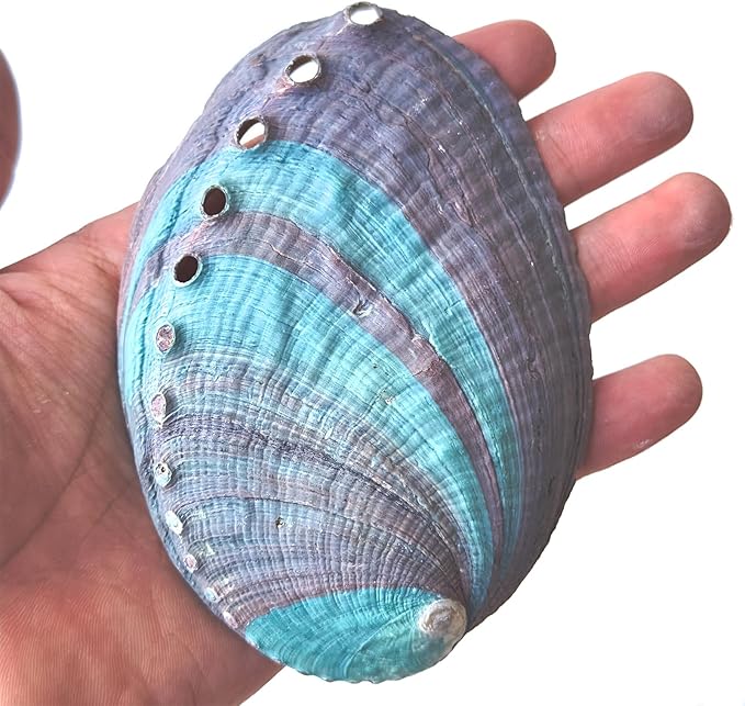 1 Piece Striped Abalone Shell, Abalone Shell Bowl 4-4.5 inches, Suitable for Holding Incense, Small Ornaments, etc., for sage Burning, Holding Incense, sage Tray (Black)