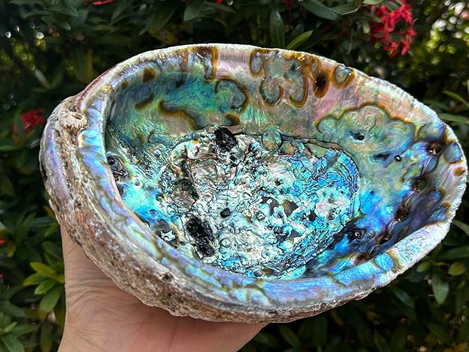 Abalone Shell, Seashell Incense Burner, Smudge Bowl for Holding Smudge Sticks, Incense, Crafts, Display, Jumbo - 7" to 8"