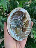 4-5" Abalone Shell, Seashell Incense Burner, Smudge Bowl for Holding Smudge Sticks, Incense, Crafts, Display