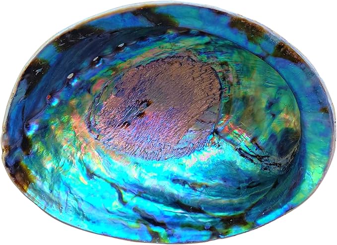 Beautiful Large Abalone Shell Smudge Bowl Set, Size Choices w/Natural Wood Stand for Smudging, Sage Burning, Incense, Altar Supplies (6-7 Inches w/Natural Stand)