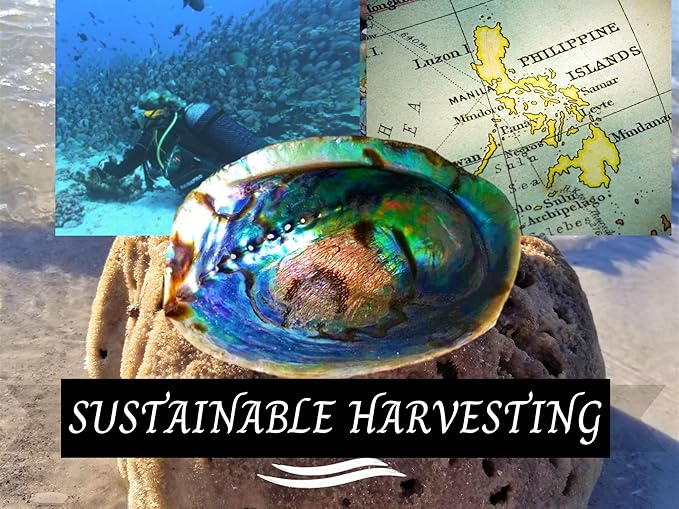 Beautiful Large Abalone Shell Smudge Bowl for Smudging, Sage Burning, Incense, Altar Supplies, Crystal Holder (6-7 Inches)