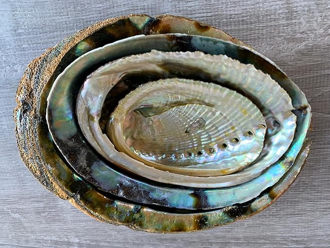 Abalone Shell, Seashell Incense Burner, Smudge Bowl for Holding Smudge Sticks, Incense, Crafts, Display, Extra Large - 6" to 7"