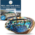 Alternative Imagination Hand Selected Abalone Shell - 6 Inches or Larger - Polished Mother-of-Pearl Interior - Flame-Proof Dish for Incense, Smudge Sticks, Trinkets, Crystal Display & Home Decor