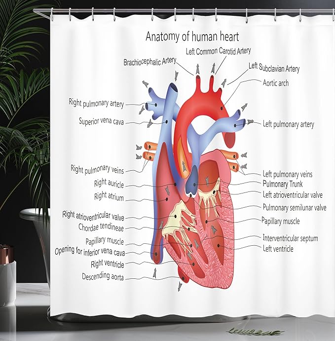Ambesonne Science Shower Curtain, Structure of The Heart Human Body Anatomy Organ Veins Cardiology, Cloth Fabric Bathroom Decor Set with Hooks, 69" W x 70" L, Coral Red