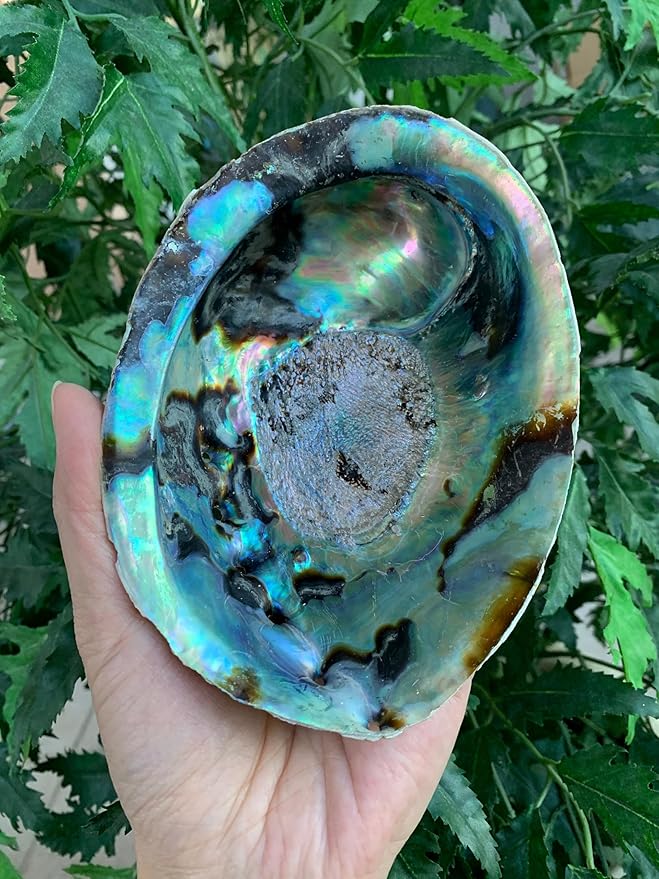 Abalone Shell, Seashell Incense Burner, Smudge Bowl for Holding Smudge Sticks, Incense, Crafts, Display, Extra Large - 6" to 7"