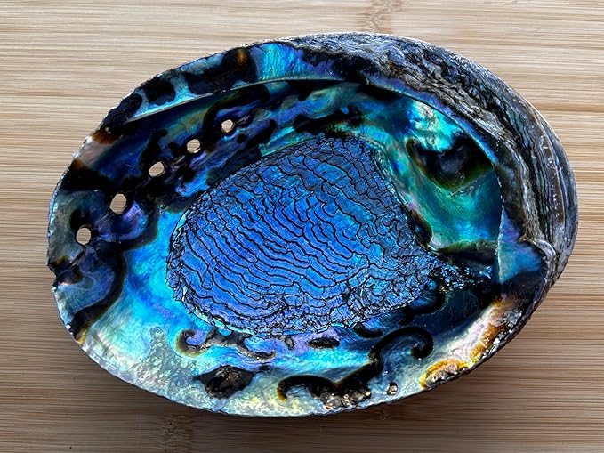 Abalone Shell, Seashell Incense Burner, Smudge Bowl for Holding Smudge Sticks, Incense, Crafts, Display, Jumbo - 7" to 8"