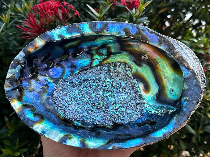 Abalone Shell, Seashell Incense Burner, Smudge Bowl for Holding Smudge Sticks, Incense, Crafts, Display, Jumbo - 7" to 8"