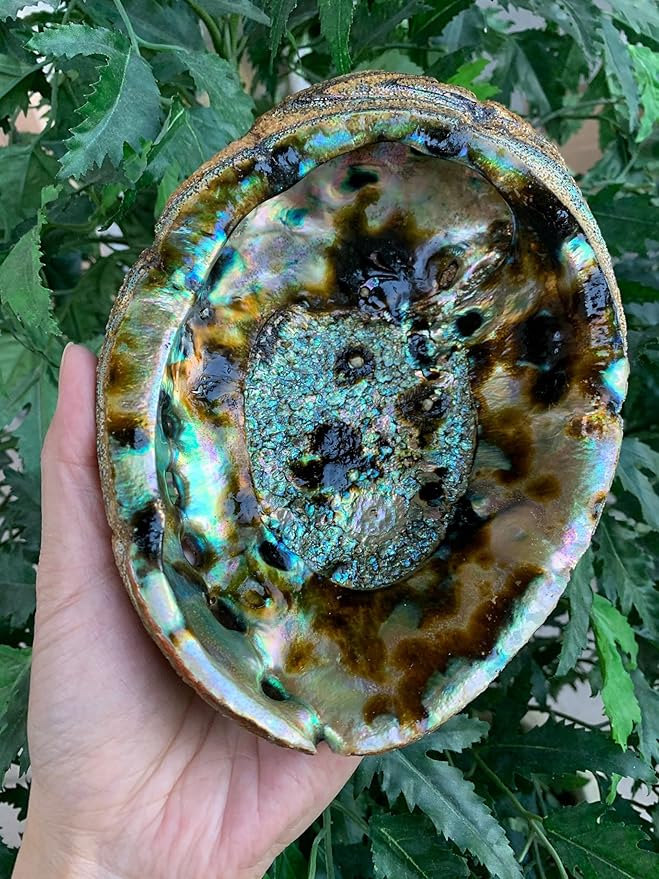 4-5" Abalone Shell, Seashell Incense Burner, Smudge Bowl for Holding Smudge Sticks, Incense, Crafts, Display