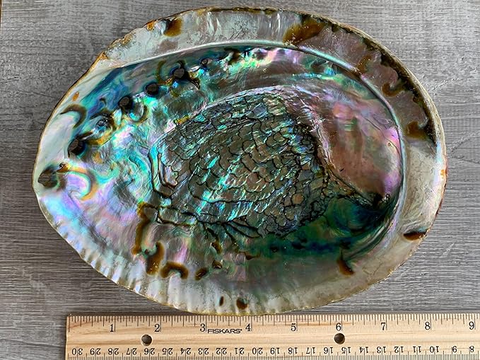Abalone Shell, Seashell Incense Burner, Smudge Bowl for Holding Smudge Sticks, Incense, Crafts, Display, Extra Large - 6" to 7"