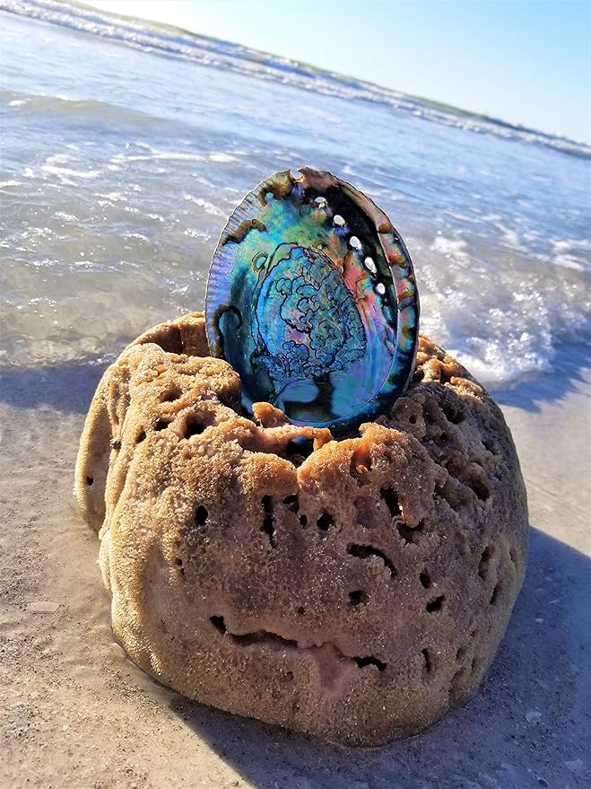 Beautiful Large Abalone Shell Smudge Bowl for Smudging, Sage Burning, Incense, Altar Supplies, Crystal Holder (6-7 Inches)