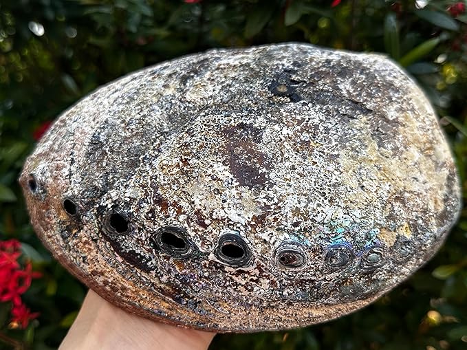 Abalone Shell, Seashell Incense Burner, Smudge Bowl for Holding Smudge Sticks, Incense, Crafts, Display, Jumbo - 7" to 8"