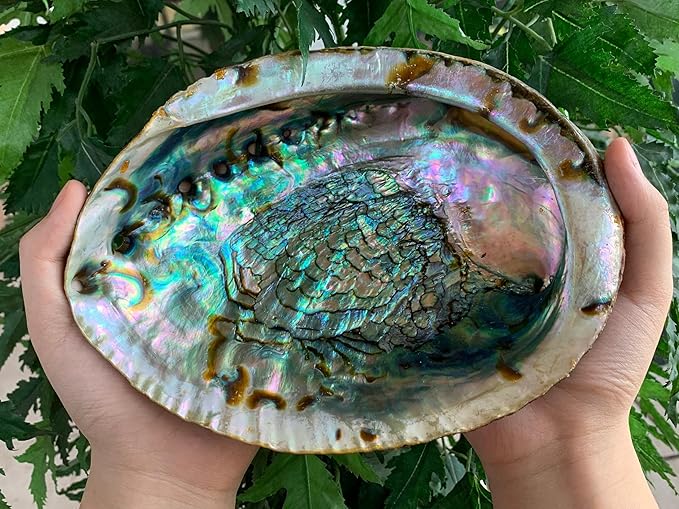 Abalone Shell, Seashell Incense Burner, Smudge Bowl for Holding Smudge Sticks, Incense, Crafts, Display, Large - 5" to 6"